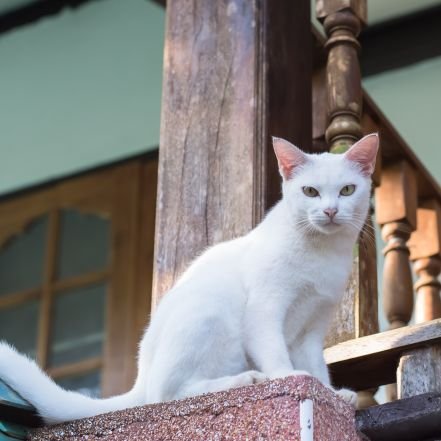 猫動画大好きです。以前、飼っていた犬の名前をつけてます。私は、真面目に、人生を歩んできた孫三人のおじい?さんです。安倍さんが言っていた#美しい国日本#が大好きです。
そして#日本の四季#が大好きです#日本を誇り#に思ってます
【神様霊界信じています】
【投資、如何わしいものに興味ありません】
【DMはいたしません】