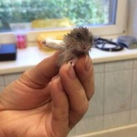BubbleTea (@lifesucksdic) 's Twitter Profile