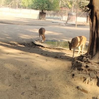 Krishna_162's profile picture. mulli ke parathe