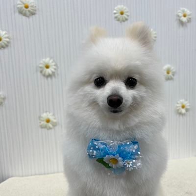 pometa0403's profile picture. 家和して万事成る💕
夫と毎朝仲良く散歩しています