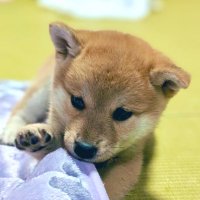 まきゅ (@h9jiy7rt3h97801) 's Twitter Profile