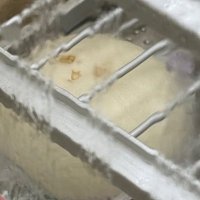 はな (@hana_torihikiyo) 's Twitter Profile Photo