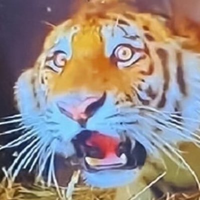 p82ys2's profile picture. Eternal Sunshine - Track 3 / Renaissance Tracks - 1,9,12 / lemonade - tracks 4,7,11,12