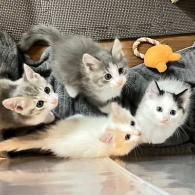 saku777_sakura's profile picture. 保育士からパート事務へ。不妊治療中。夫大好き🥰/ファッション/コスメ💄/スイーツ/動物園巡り(ホワイトタイガー、レッサーパンダ推し)/猫の里親になったらすでに妊娠していた😳5匹出産、1匹は🌈へ。可愛すぎて全員うちの子に🐱不妊治療の費用がエグい😭