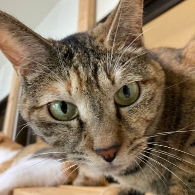 nata_ssbu's profile picture. スマブラ楽しめる友達募集中