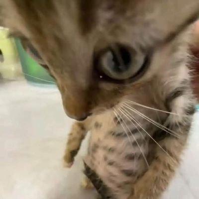 Bagrielramos's profile picture. 