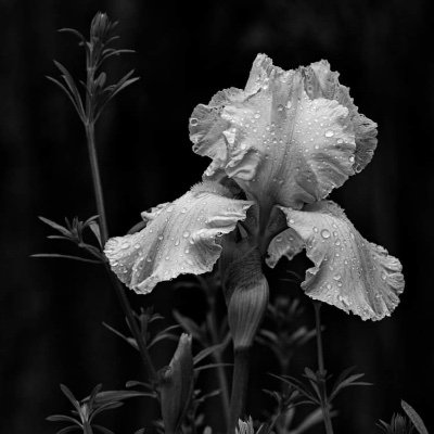 PeachySpeech81's profile picture. Muslim, Speech Therapist