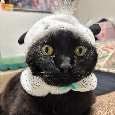 SUNGNERO's profile picture. 넬오 3살 귀여움🖤 서울고양이 된 2021.6.28.이 생일