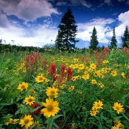 Arvwigarp0503's profile picture. 