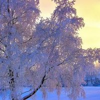 Venarj (@venarj1134) 's Twitter Profile