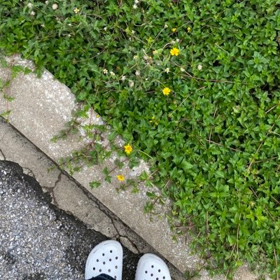 rainharbb's profile picture. 🪥🌻  4eve🩷  For moon 86