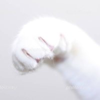 にゃんこまん (@nyankomaaaan) 's Twitter Profile