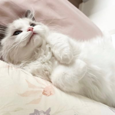 osls_02's profile picture. 取引垢🔰 20↑ 周辺B済