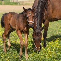 Kavran Harası (@kavranhara) Twitter profile photo