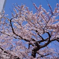 日本の子供と未来を守りたい (@mamoru_kodomo) 's Twitter Profile