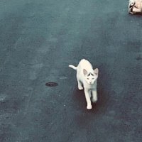 林知亜季｜はやしともあき (@_____hadashi) 's Twitter Profile Photo