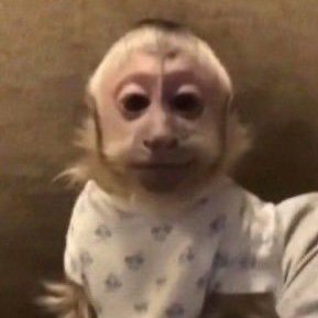 anakkjkkj's profile picture. ai que não sei o que, que não sei o que lá