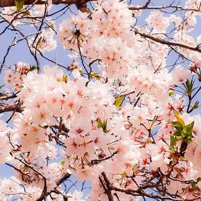 しきさんのプロフィール画像