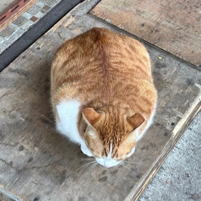 Poohhhss's profile picture. 