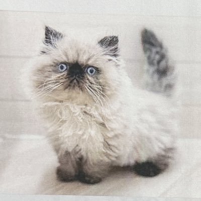 2025.02.17生まれのヒマラヤン♂べびさん🐾人懐っこすぎて誰にでも喉ごろごろ🐾おヒゲがとっちらかってるところがチャームポイント🐾