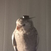 Not_Salty_Choclat (@salty_choclat) 's Twitter Profile