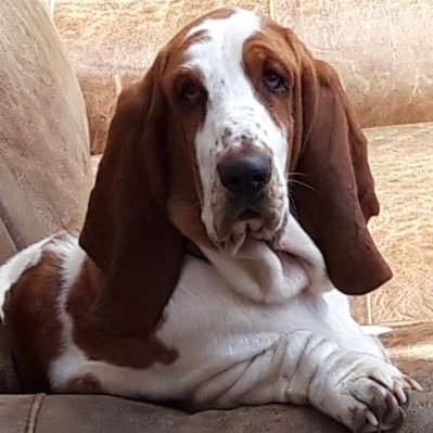 ⭐️ALL DM’s IGNORED⭐️ Basset mum, Yorkshire Lass, centre right. Here to share and discuss the latest topics.😁🇬🇧🏴🇺🇸