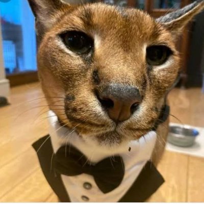 weird1goal's profile picture. trying tremendously.
https://t.co/vCPaTRFd4W