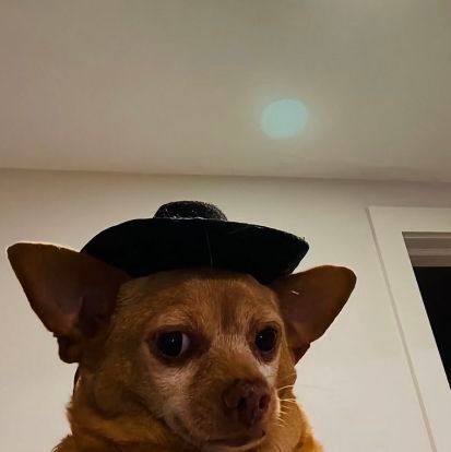 Tomnothilifiger's profile picture. Necromancer, Proper hater