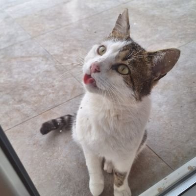 tokoreiu's profile picture. 