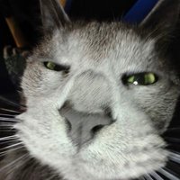 lumo (@lumolechat) 's Twitter Profile