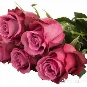 muratzberk8's profile picture. 