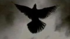 Sedat505535247's profile picture.