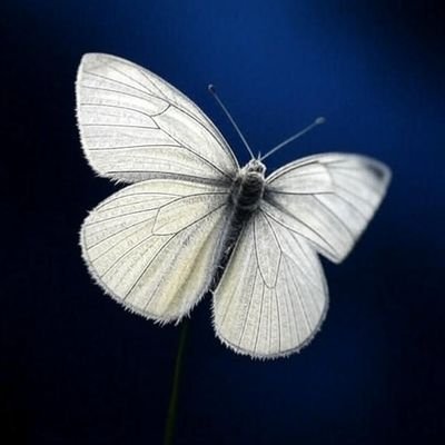 serenityguarden's profile picture. Soft Masculinity 🦋 | Stoic | Philosophy | Self help junkie | Humanist | Neoliberalism enjoyer | Recovering Red pill