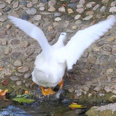 nijiwage's profile picture. 