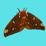 spincycle228's profile picture. Naturalist/ Lepidoptery