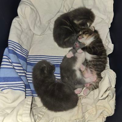 AnnPeacherose4's profile picture. 🌊artist☆ photography ☆ cook ☆ a lover of animals, gardening nature, movies, music, books ☆ Lets start living after we've died