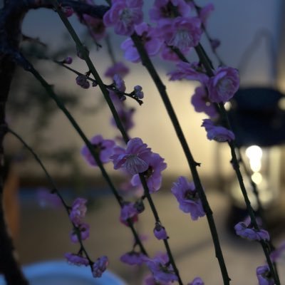 bigstarrrrrrrr's profile picture. 