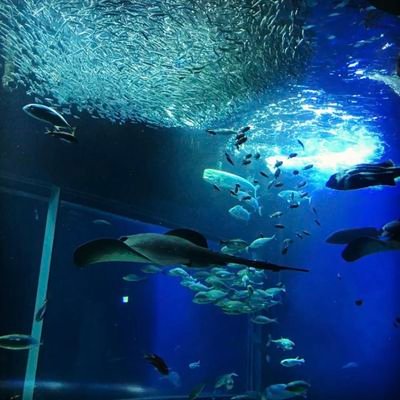 orca_1233's profile picture. 