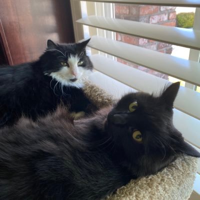 We’re two sister cats that were adopted from the SPCA into a loving family. Living the best kitty life EVER!😺🚫Politics 🚫$ Request