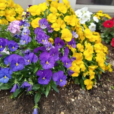 9slHongvIK22975's profile picture. 家庭連合会員/夫婦・息子30代/祝福家庭/ストップ解散命令/DMしません