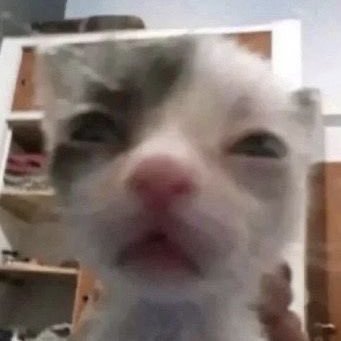 メフィスト‍🐈‍⬛さんのプロフィール画像