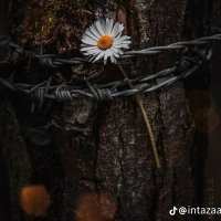 Remembering Allah 🧕 (@duadarud) 's Twitter Profile Photo Remembering Allah 🧕 (@duadarud) 's Twitter Profile Photo