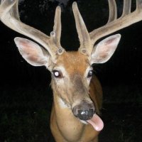 luk (@yawnbite) 's Twitter Profile