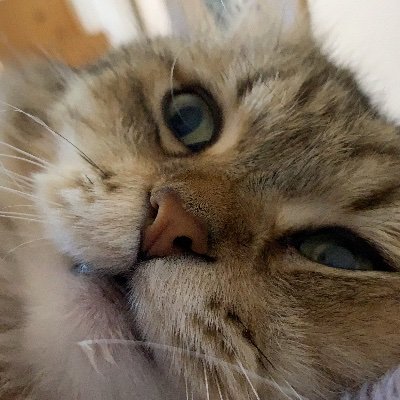 BQWLukkHF920624's profile picture. 夜勤専従。ペルシャ猫