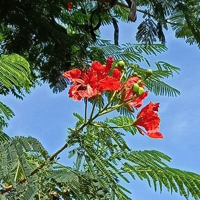 shaharinca's profile picture. Virtual Bookkeeper | QuickBooks Online Certified Advanced ProAdvisor | XERO Certified Advisor| Waveapps