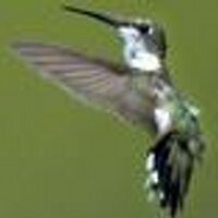 Isabella Broadhurst (@isaam) 's Twitter Profile