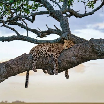 Y_Metaclass's profile picture. 