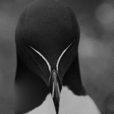 saila Profile