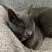 Xena (@2rfvm) 's Twitter Profile