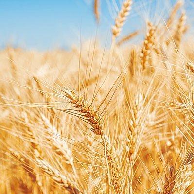 QbkjFClkPZ3454's profile picture. 